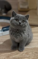 IMG_0130.jpeg