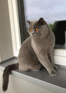 Tobiasz