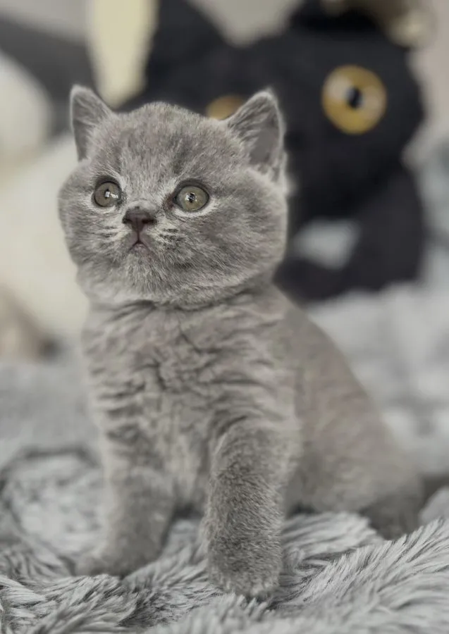 Alfred