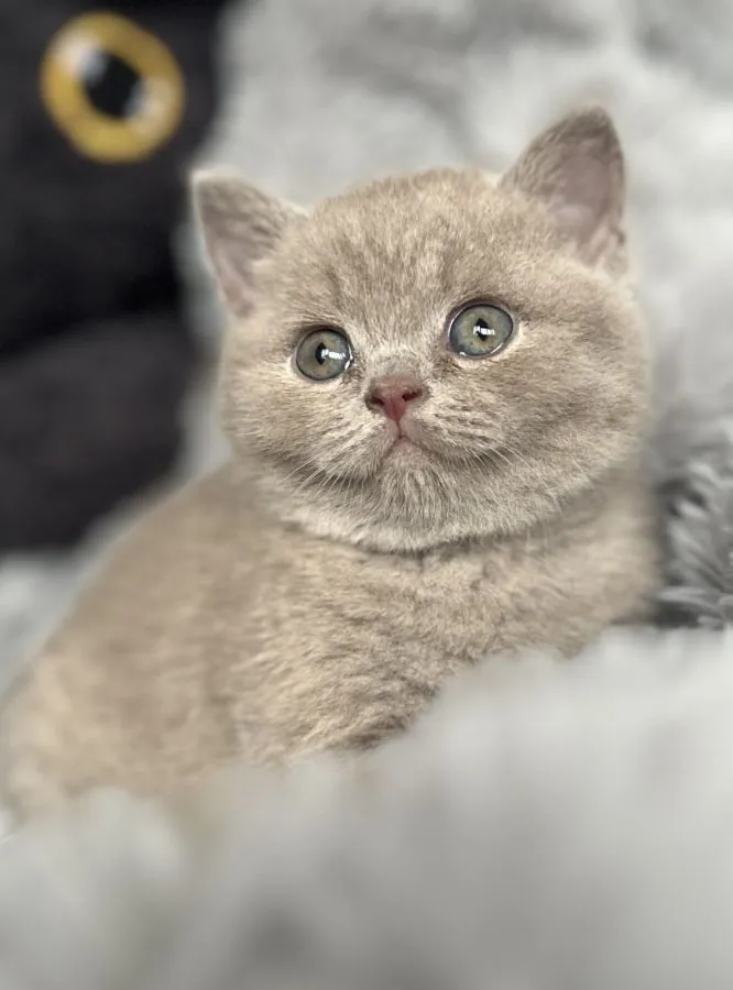 Almond