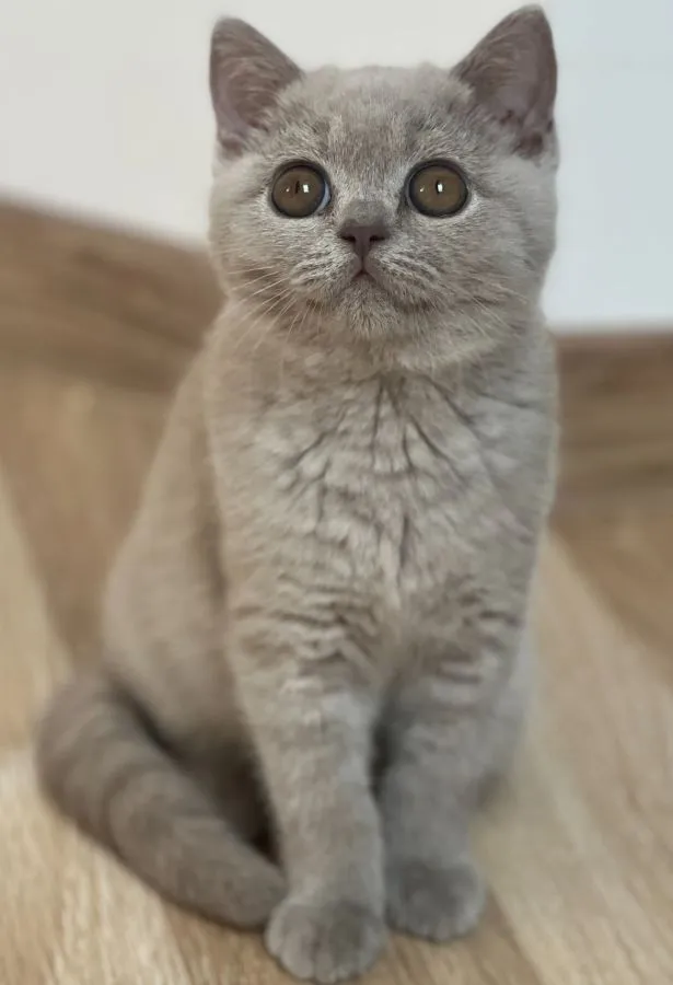 Miot U1